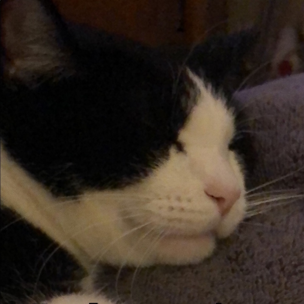 Meet your Posher, Angelina